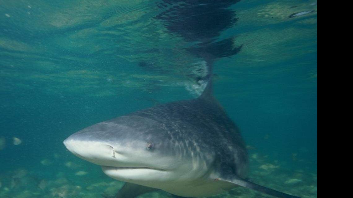 Watch where you swim! There are 4 of the most dangerous critters along SC shores