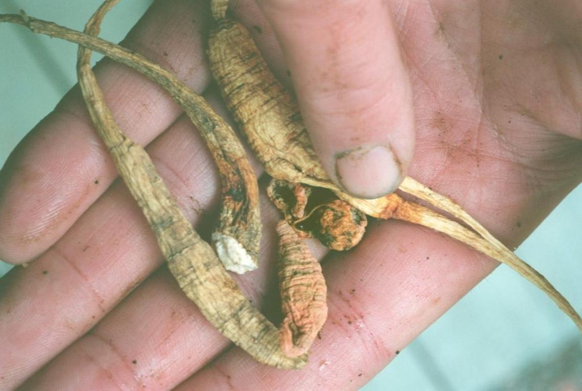 Seized ginseng shows the orange stain that marked roots grown in federally protected forests.
