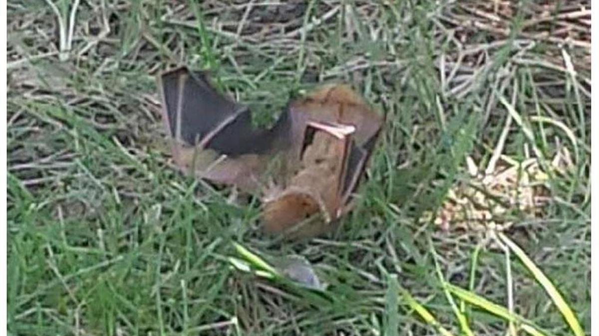 The Dark Knight takes a fall in Gonzalez’s yard