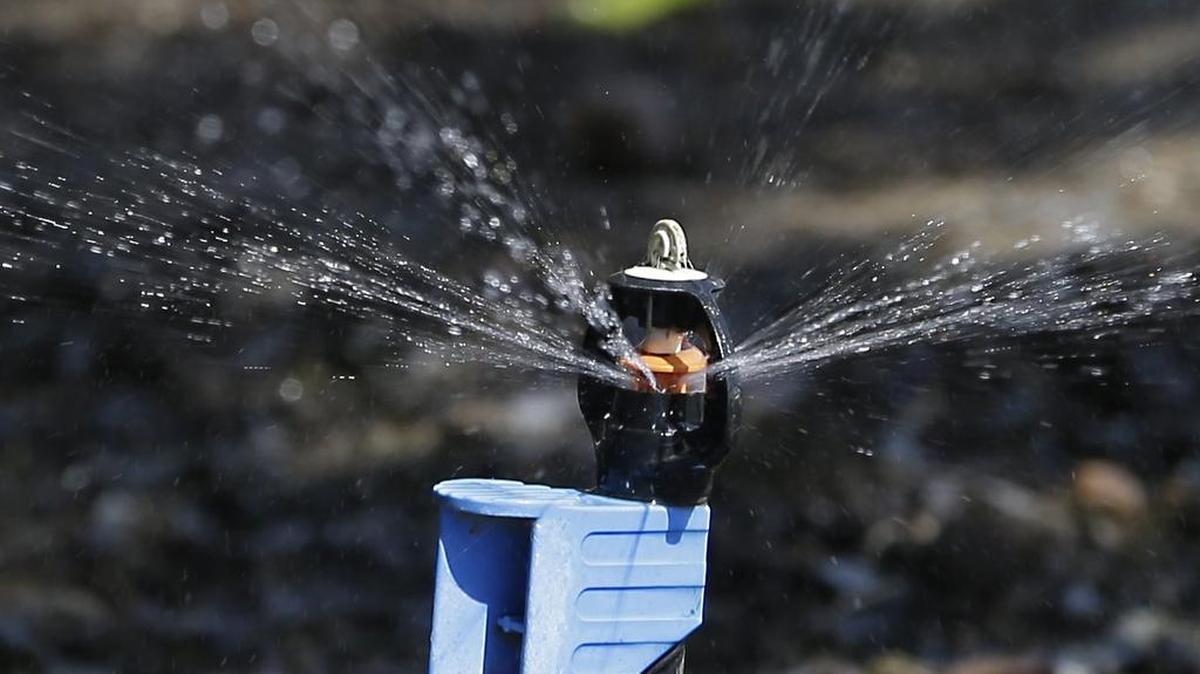 
A low-flow water emitter irrigates almond trees in California.
