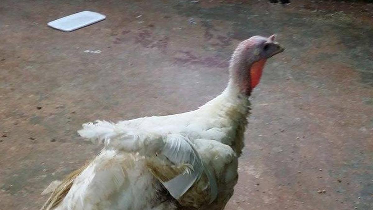 
Rocky is recovering after he was found hanging in a north Charlotte apartment.

