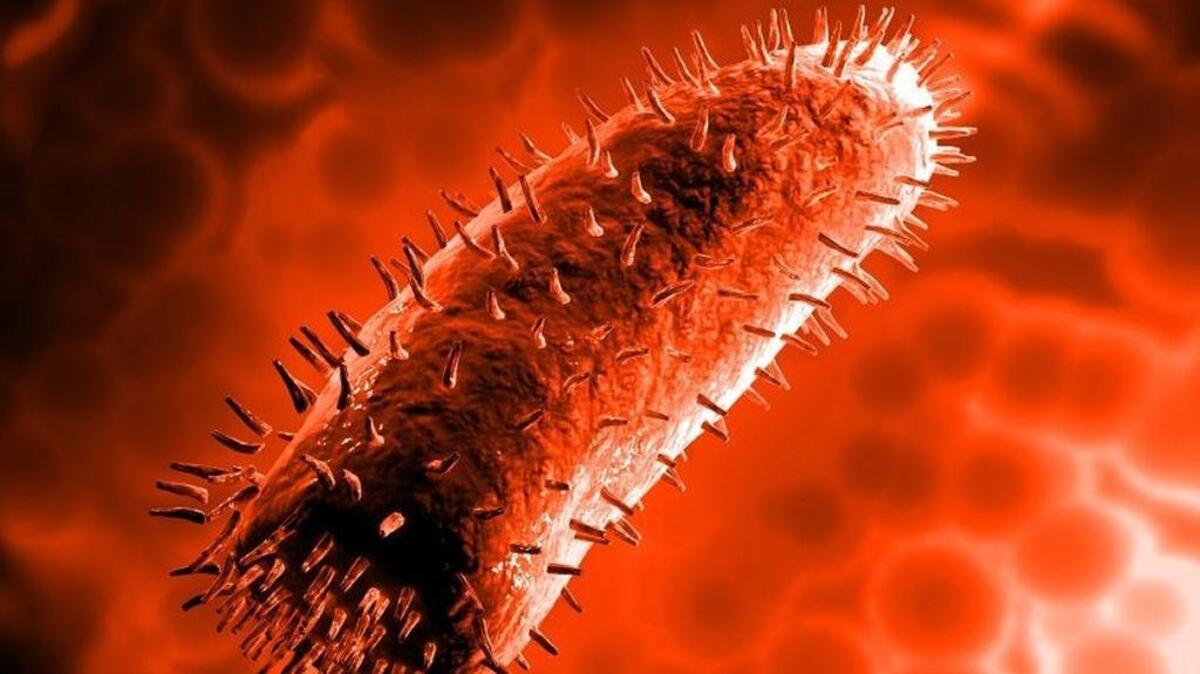 This is an illustration of the rabies virus inside the blood system of an affected animal.