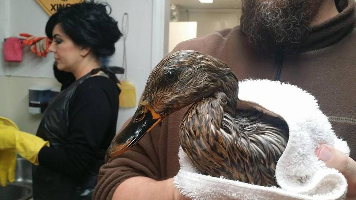 This duck is being cared for by volunteers with Carolina Waterfowl Rescue after a diesel fuel spill into Little Sugar Creek in Charlotte this week.