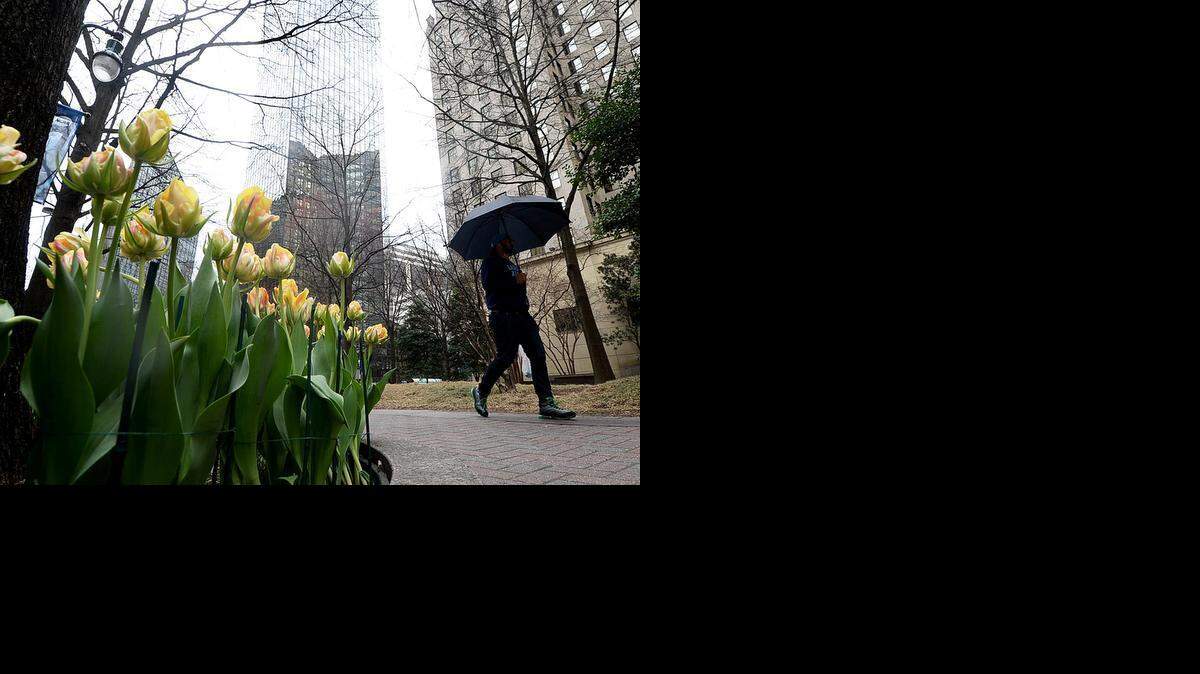 
A pedestrian walks with an umbrella in a very light drizzle along W. Trade St. framed by spring tulip plantings on March 13, 2015. 
