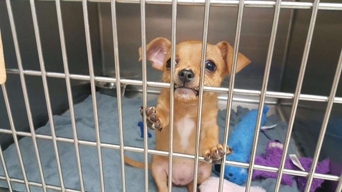 While Tim and Angela Munson lost their costly legal fight to free their dog, Luna, from a Mecklenburg County-ordered, six-month rabies quarantine, the puppy’s detention is scheduled to end next week.