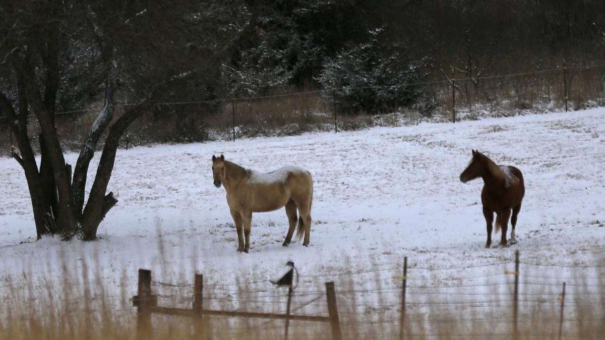 Horses graze in a snow-covered pasture near Stull, Kansas, on Jan. 5.