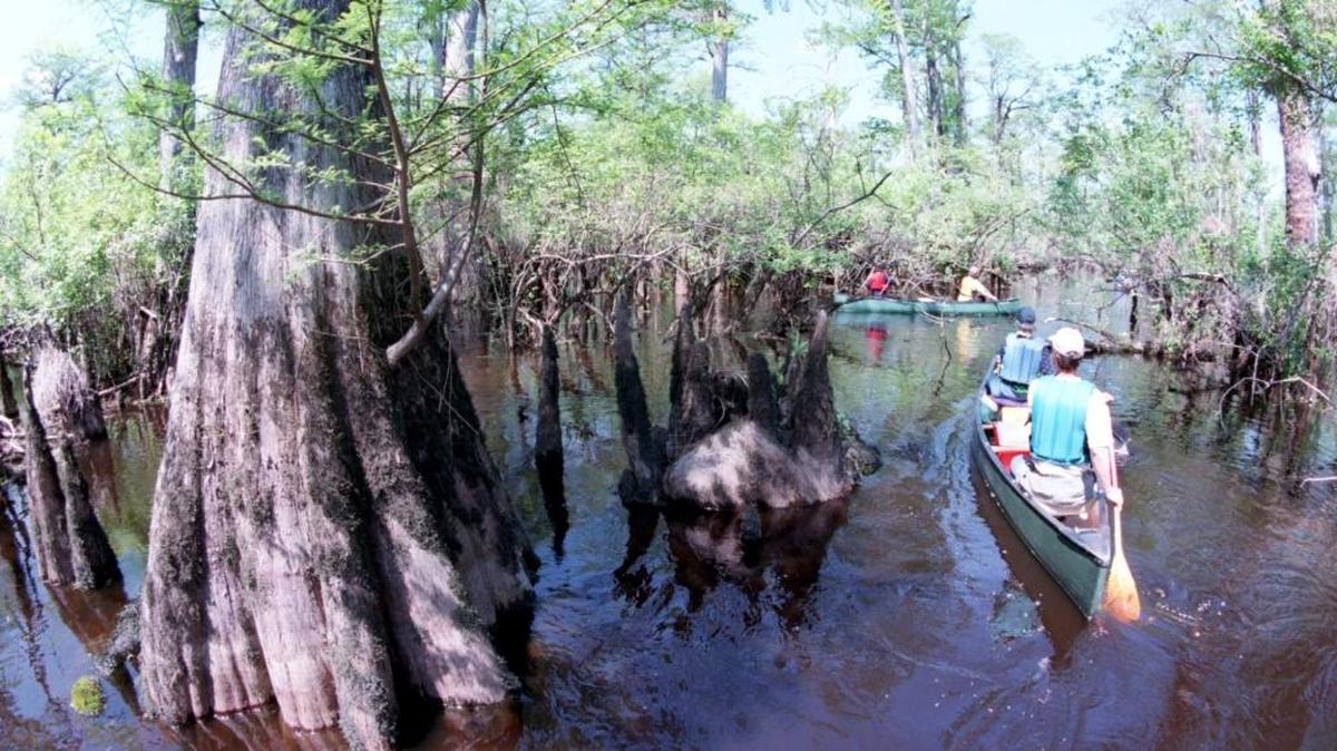 Paddlers make their way among ancient bald cypress trees along the Black River. Gov. Roy Cooper signed a bill Tuesday that would study the creation of a new state park on the river.
