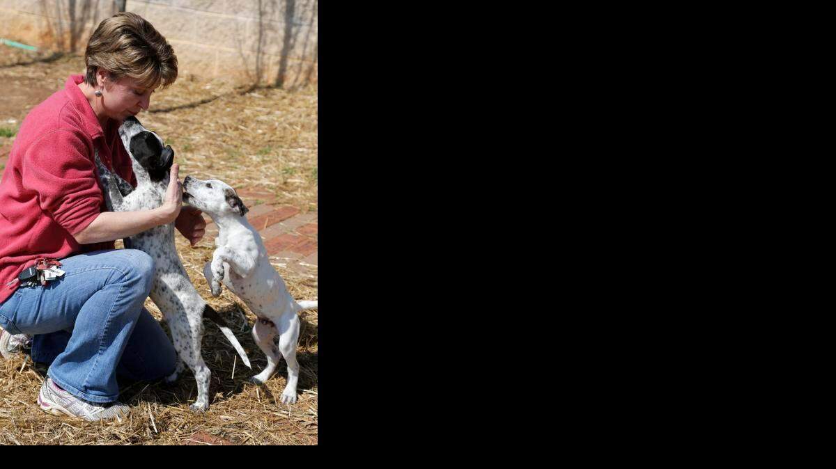 
Mary Beth Knapp, chair of the Humane Society of York County’s board, plays with Patience, left, and Scout, Catahoula mix puppies. 
