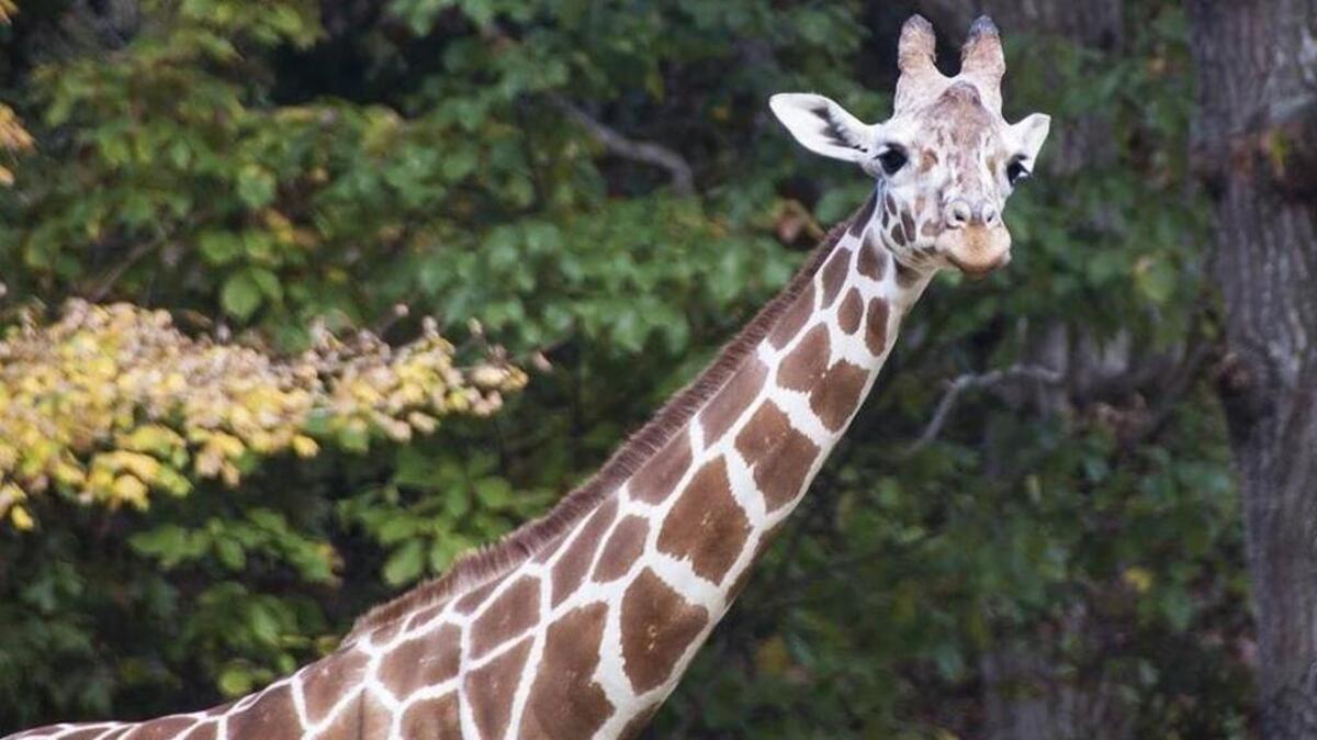 Jamili, the easy going giraffe, died at the North Carolina Zoo on Tuesday