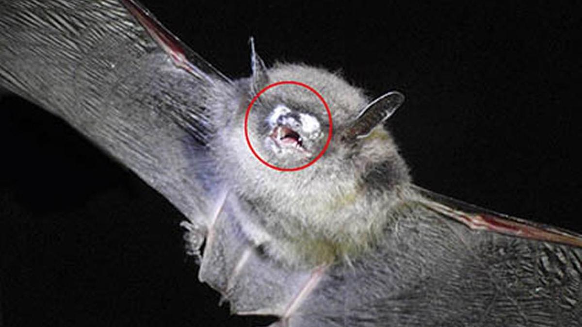 The Schiele Museum of Natural History in Gastonia is hosting a “bat discovery day” where people can learn about the state’s native bat population and have myths dispelled about the creatures.