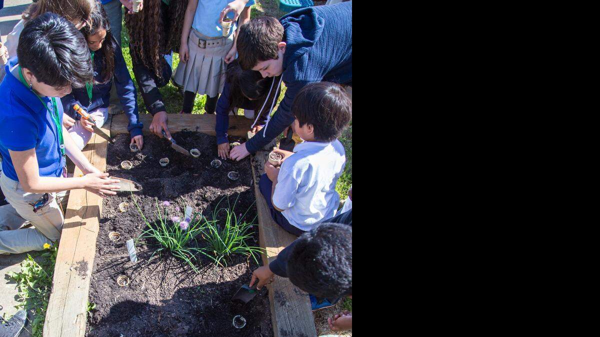 
Sixth-grade students teach kindergarteners how to plant on Tuesday. The Schoolyard Gardening Guide teaches about pest management and composting.

