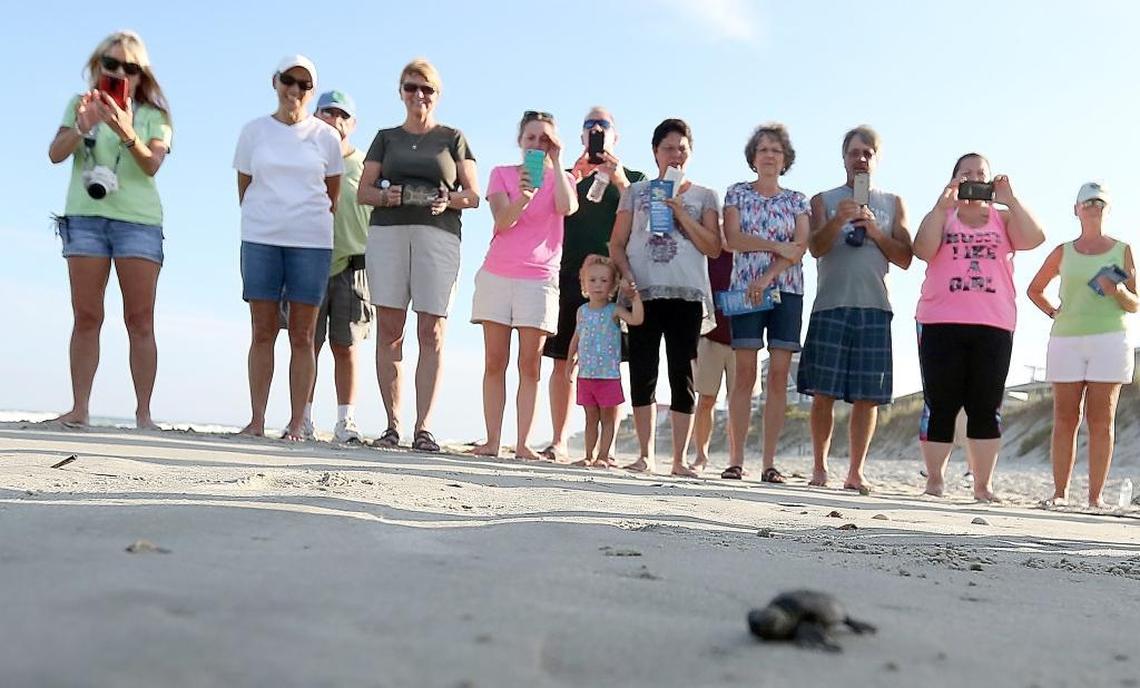 Folks watch as two loggerhead sea turtles crawl into the ocean after volunteers from S.C.U.T.E. (South Carolina United Turtle Enthusiasts) conduct an inventory of a nest in Murrells Inlet on Monday, Aug. 29, 2016. Two hatchlings were found making their way up from the two-foot nest and the pair was released to the ocean.