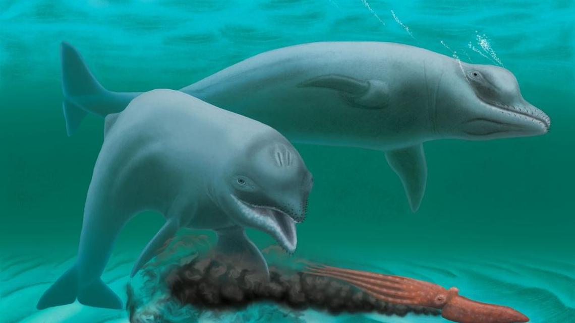 Scientists believe the ‘toothless dwarf dolphin’ existed along the South Carolina coast 28 to 30 million years ago.