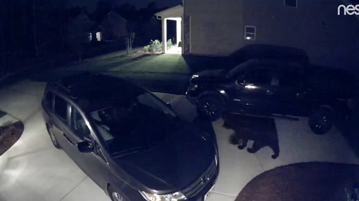 Stacy Watkins said that the same reported bear knocked over his garbage can and dragged a trash bag “like a sack lunch” overnight, reported WBTV.