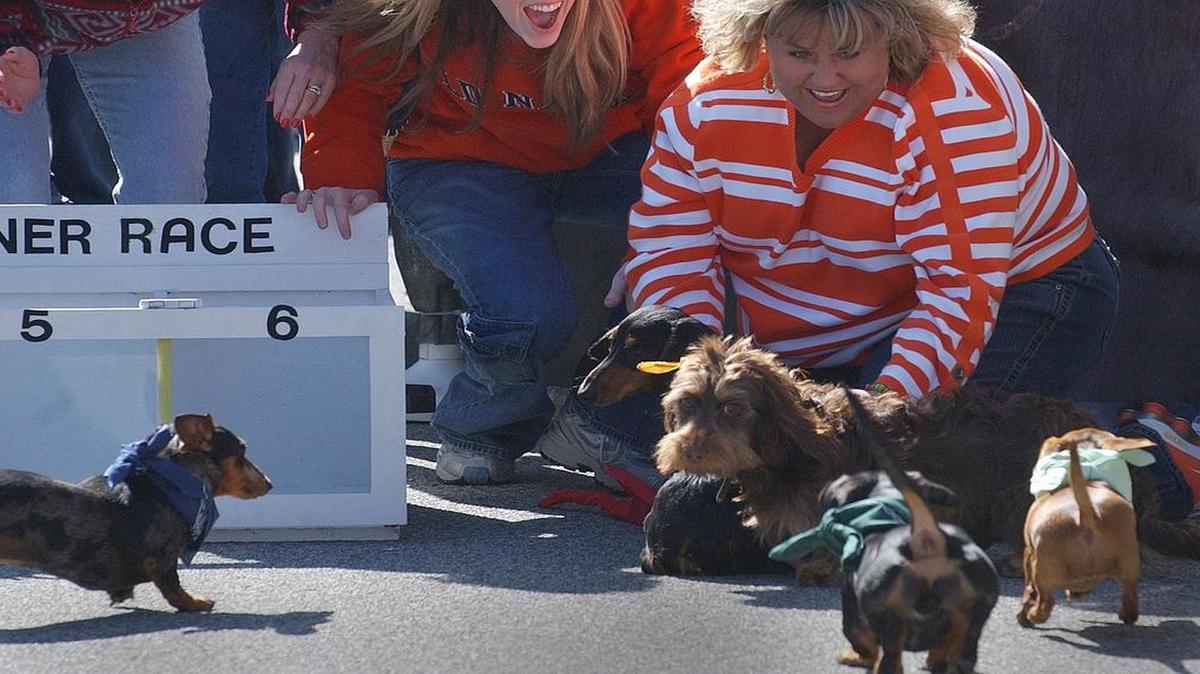 Owners and volunteers cheer on dogs who ran in the wrong direction while competing in a heat of the 2005 dog race in downtown Mooresville. This year’s race is Oct. 7.