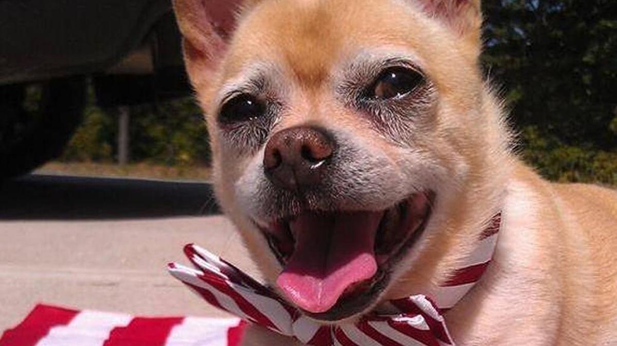 Strongbad, an 8-pound Chihuahua-Pomeranian mix who lives in Holly Springs, appears in a regular weather broadcast on Facebook, which has thus far gathered 224 “likes” from fans as distant as Pakistan.