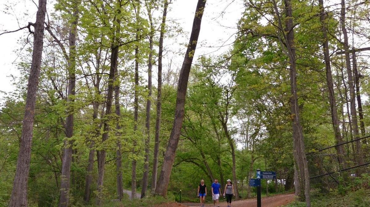 Ash trees like these in Charlotte’s Freedom Park are being threatened by an invasive insect that has killed millions of trees in the eastern U.S.