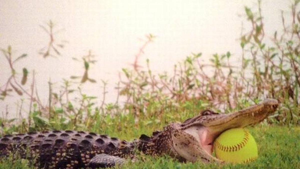 
A Hilton Head-area resident submitted this photo of an alligator that caught an errant softball.
