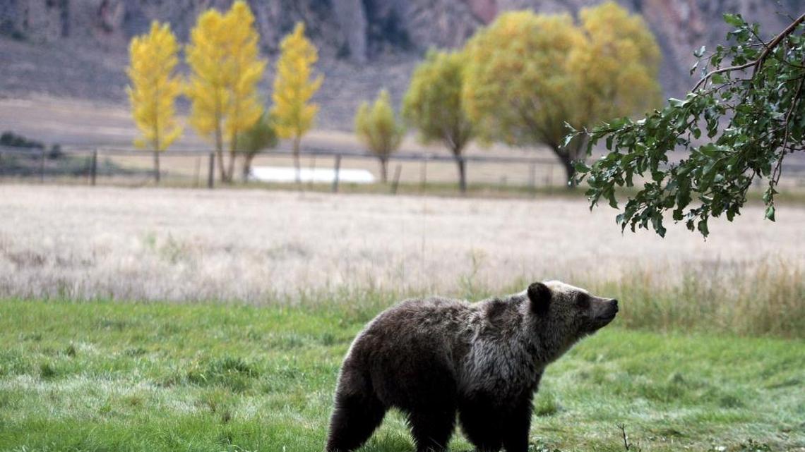 A grizzly bear cub searches for fallen fruit beneath an apple tree a few miles from the north entrance to Yellowstone National Park in Gardiner, Mont. in this file photo.
