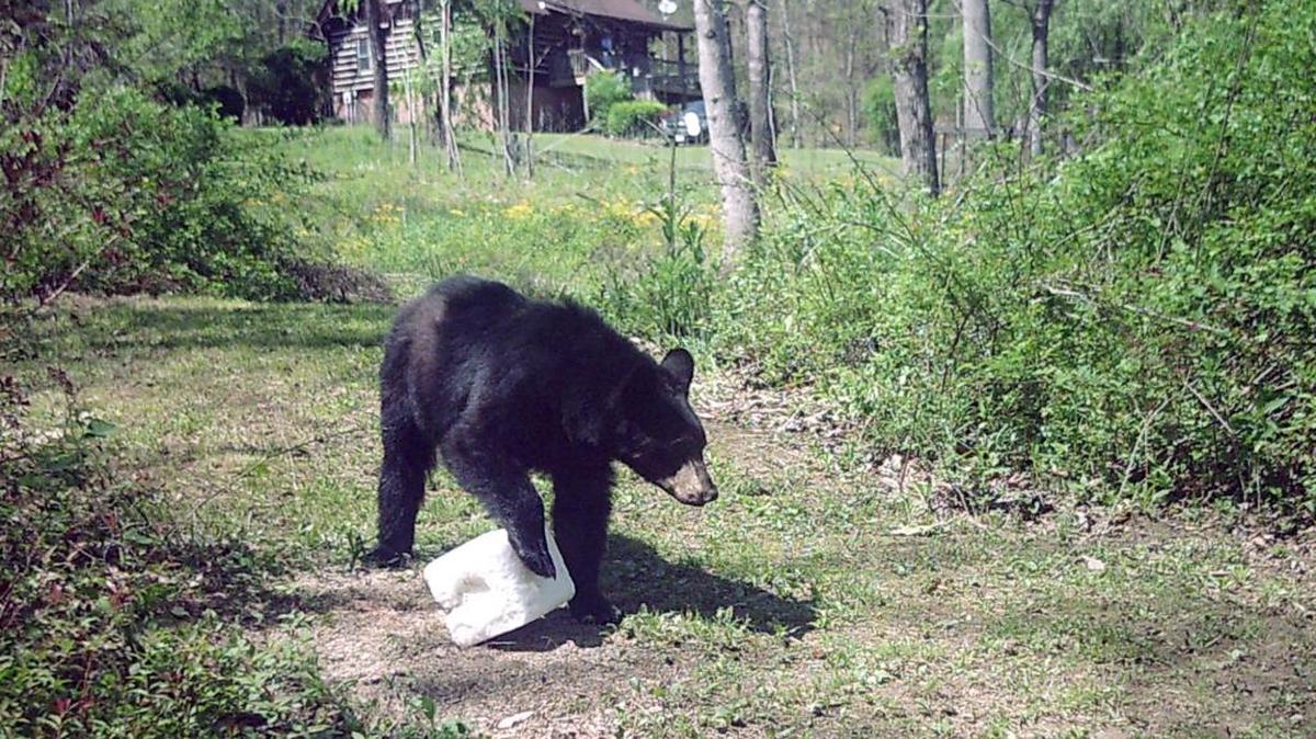 A black bear tugs at a salt lick in a yard in the Asheville area in 2015.