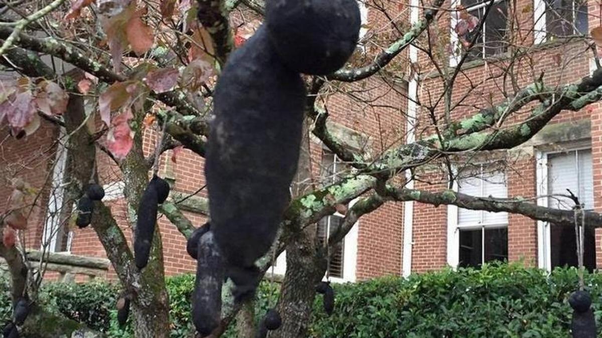 This figure was one of “numerous” objects campus police say they found hanging in a tree in a vandalism case at Winthrop University’s Tillman Hall.
