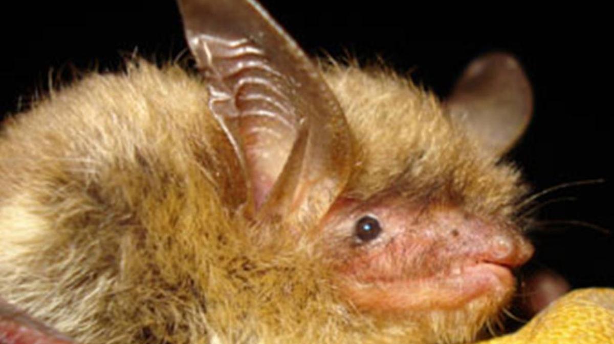 
A close-up of a northern, long-eared bat, which was recently moved to “threatened” status. The presence of the bat in the Upstate is affecting local road work
