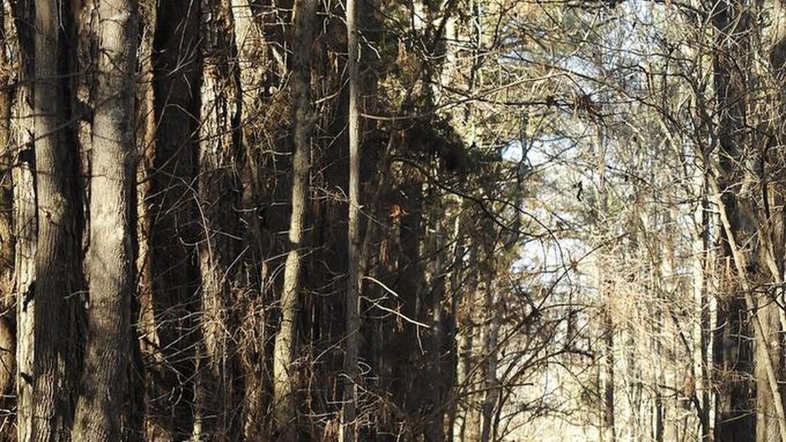 TreesCharlotte is inviting the public to hear keynote speakers at the annual Urban Forestry Summit at UNC Charlotte Center City Sept. 20