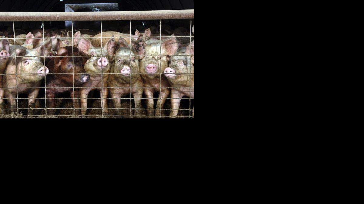 
In this Jan. 4, 2005 file photo, a group of young pigs stare out of a pen at a hog farm in central North Dakota. (AP Photo/Will Kincaid, File)
