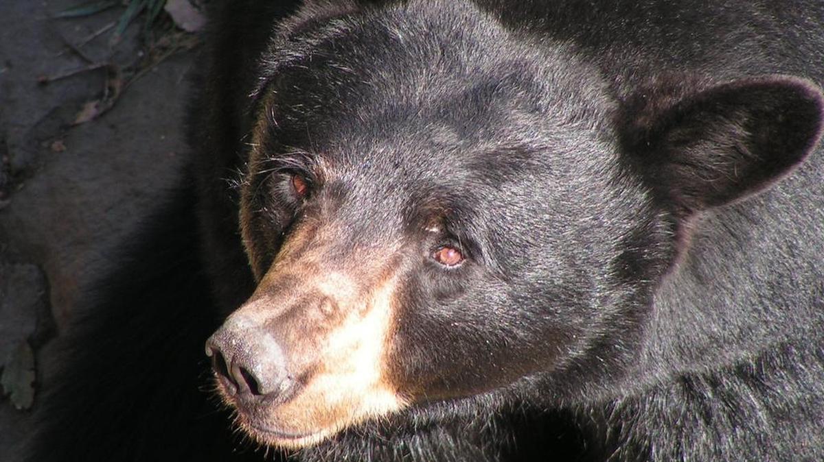 
In a place where cars kill more black bears than anywhere else in South Carolina, engineers plan to build a four-lane road without the barriers that are supposed to prevent deadly collisions between motorists and the lumbering bruins.
