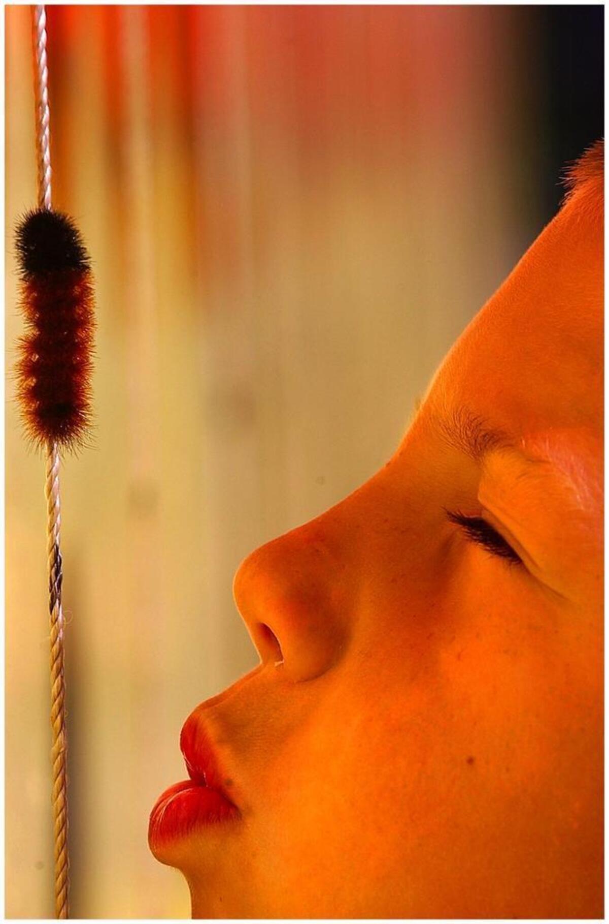 Some contestants blow on their woolly worms to encourage them to climb up the string.