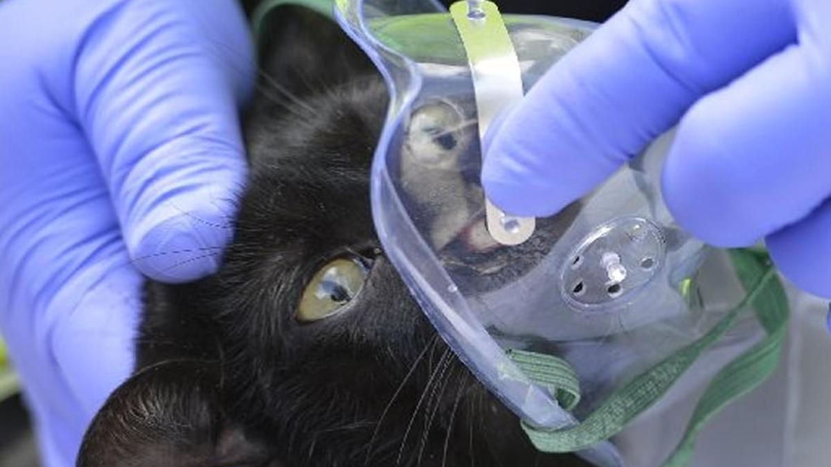 A Charlotte firefighter administers oxygen to a cat rescued from a fire Tuesday morning in the 2400 block of Vail Avenue, off Randolph Road.