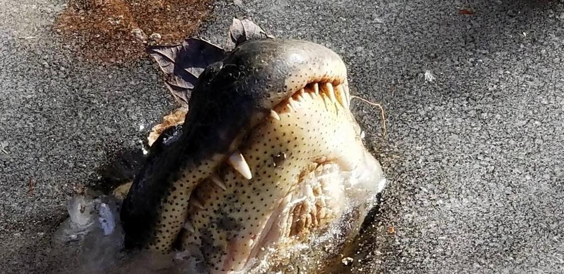 This is what alligators do when their watery homes freeze in the winter.