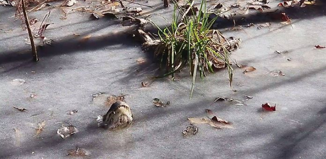 This is what a frozen alligator looks like in North Carolina.