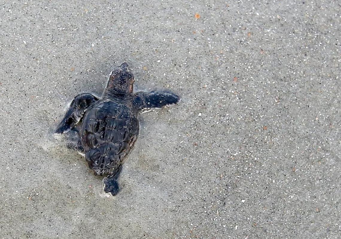 One of the two loggerhead sea turtles crawl into the ocean after volunteers from S.C.U.T.E. (South Carolina United Turtle Enthusiasts) conduct an inventory of a nest in Murrells Inlet on Monday, Aug. 29, 2016.