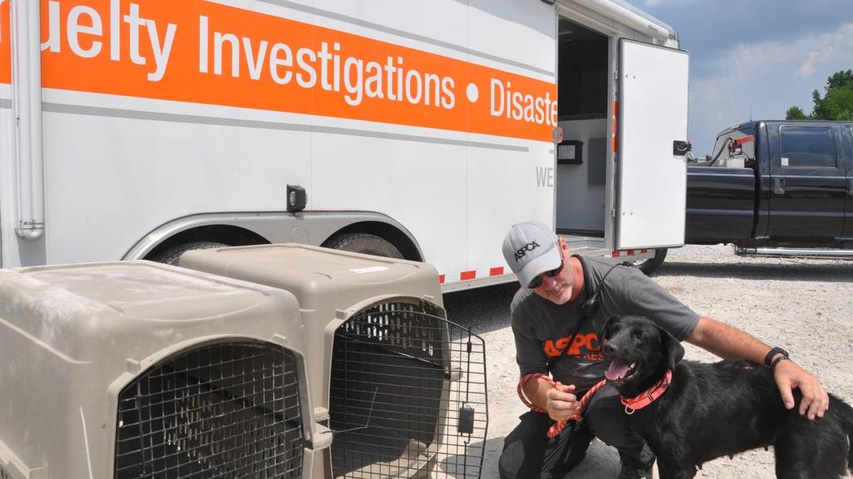 
Animals were rescued in June from the Lawrence County Animal Shelter in Moulton, Ala. Animals that were not adopted have been taken to animal welfare agencies in 10 states, including North Carolina.
