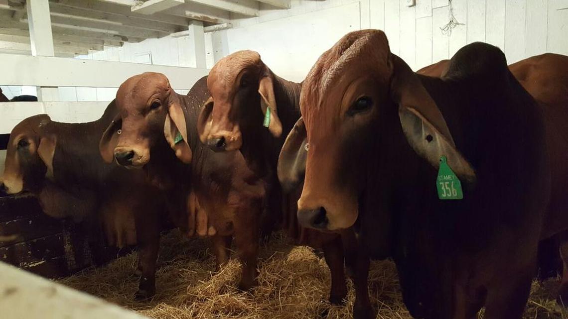 These are among the 10 registered American Red Brahman bulls that Stamey Cattle Co. of Statesville recently exported to Vietnam. They are the first U.S. cattle to be imported by Vietnam since 2001, according to the American Brahman Breeders Association in Houston, Tex.