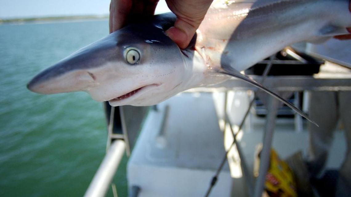 A scientist for the Virginia Institute of Marine Science gets ready to drop a small sandbar shark back into Chesapeake Bay after measuring and tagging the shark. S.C. and federal agencies are investigating whether prohibited species, including sandbar sharks, were caught during a June 10 shark fishing tournament in Edisto Beach, S.C.