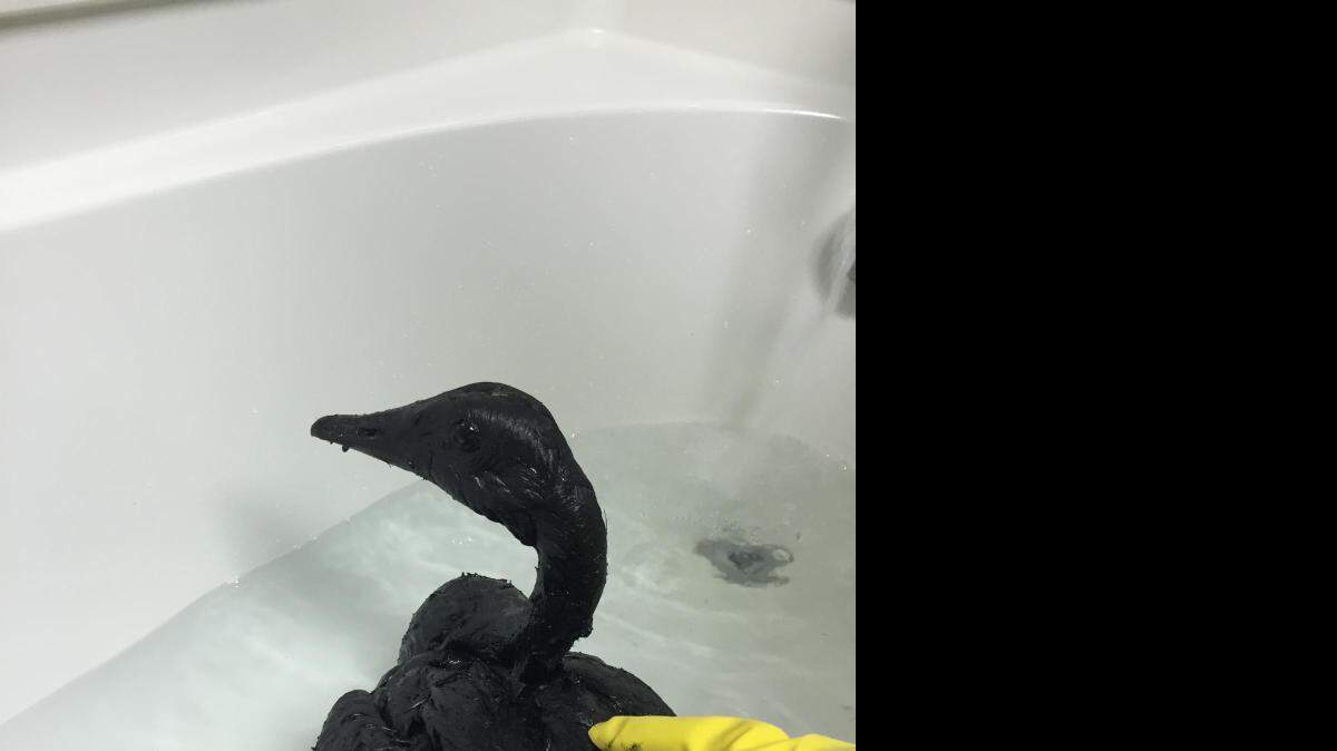 
This Canada goose was among seven found covered in motor oil in Greensboro Friday. Volunteers with the Indian Trail-based Carolina Waterfowl Rescue are washing the geese and getting them medical evaluations. 
