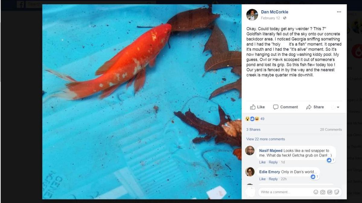 A lost goldfish was found alive a man’s backyard in Plaza Midwood. It apparently belonged to his neighbor’s pond.
