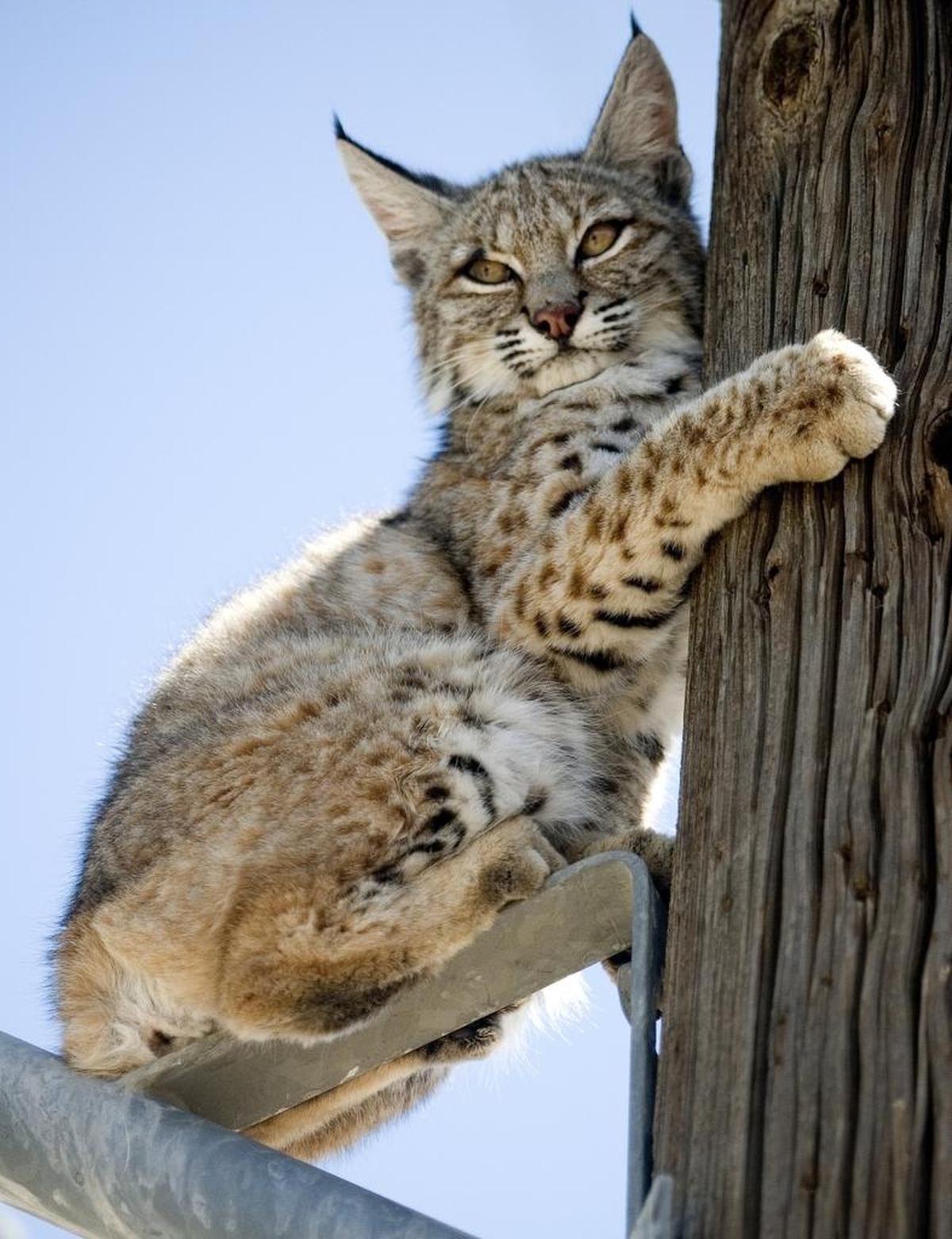 At bobcat is perched on a power pole in a residential neighborhood