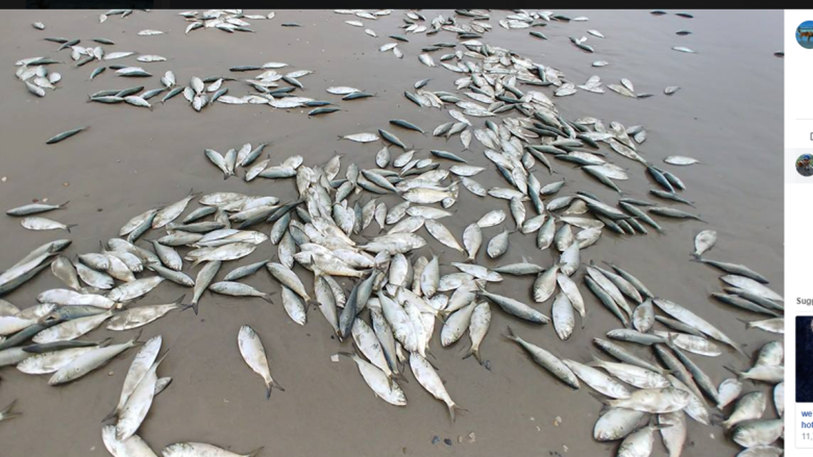Dead fish littered the beaches of the Outer Banks on Tuesday