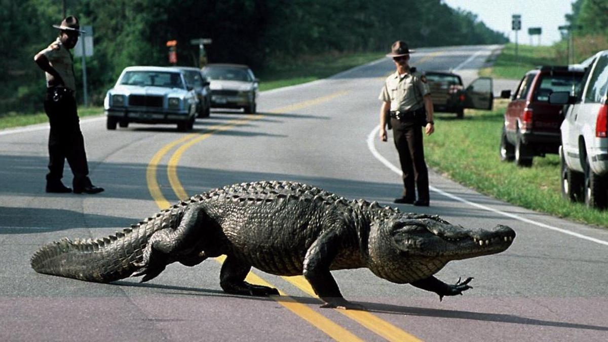 Brunswick County sheriff’s deputies watch as an alligator measuring over 12 feet ambles off N.C. 133 near Belville, after an hour long 'squat off' with law enforcement and wildlife officials in June 1994. The gator, from nearby Town Creek, crawled onto the warming asphalt in the early morning hours, blocking traffic on the two-lane road between Southport and Belville. A Southport woman had a frightening encounter with a far younger gator that showed up in her garage this week.