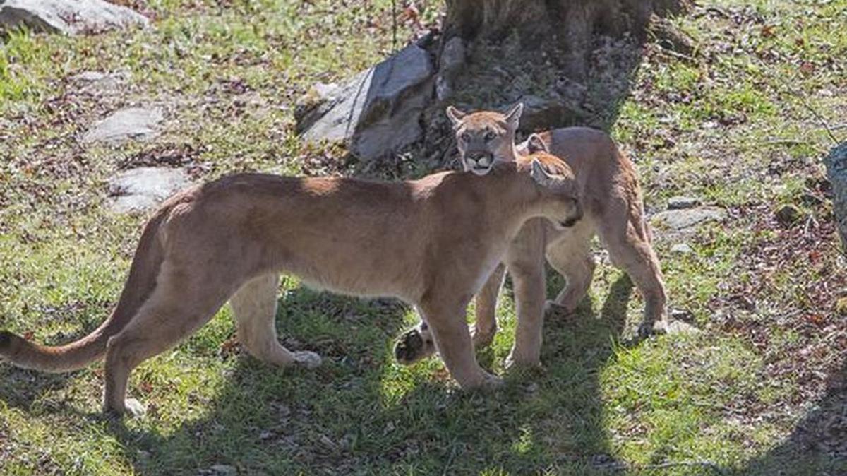 On Nov. 15, Grandfather Mountain introduced its newest Western cougars to the public. They’re siblings Logan and Trinity.