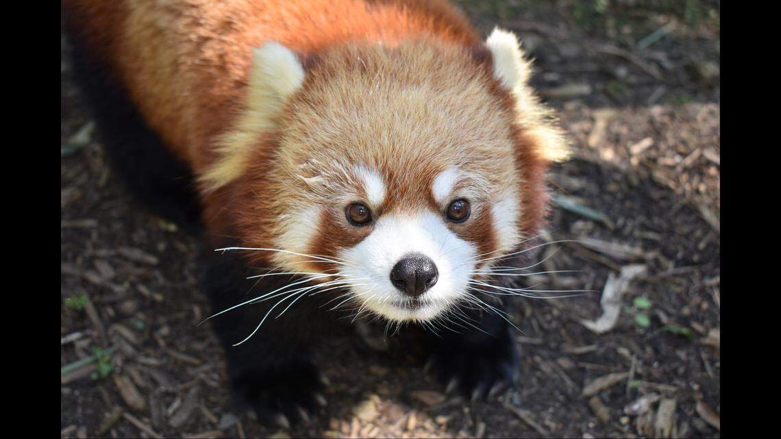 Leafa, a beloved red panda, has died in North Carolina.