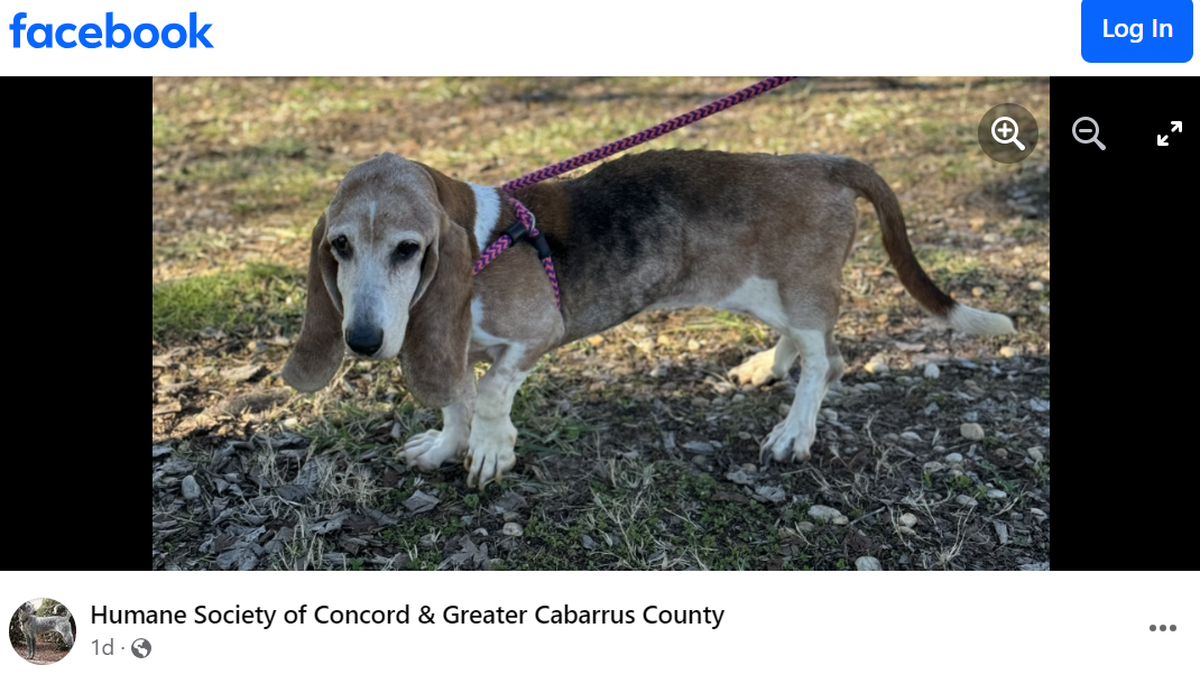 Hero is recovering after she helped to save other pups, a North Carolina shelter said.