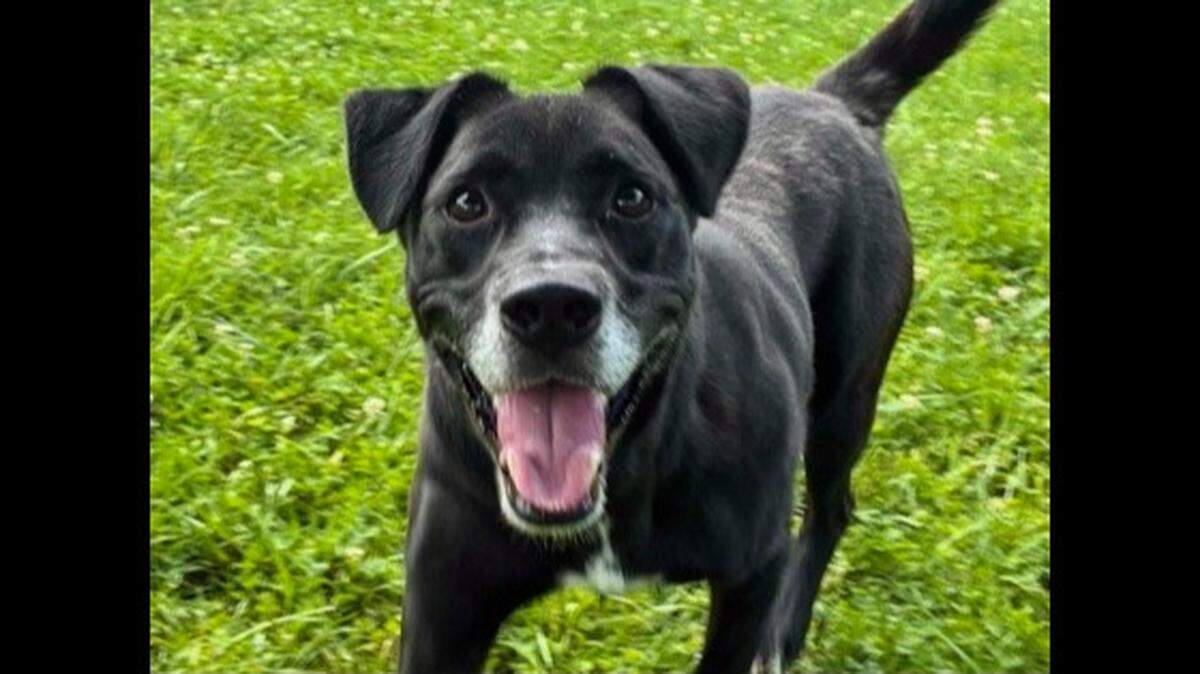 A dog rescued near a vacation rental is now up for adoption in North Carolina.
