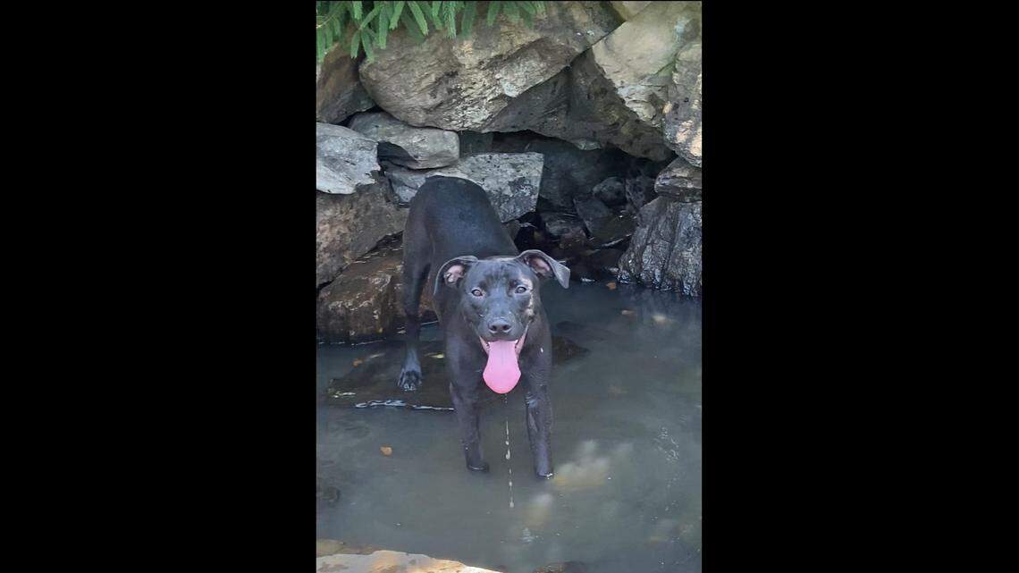 A shy puppy needs a new home after his siblings were adopted.