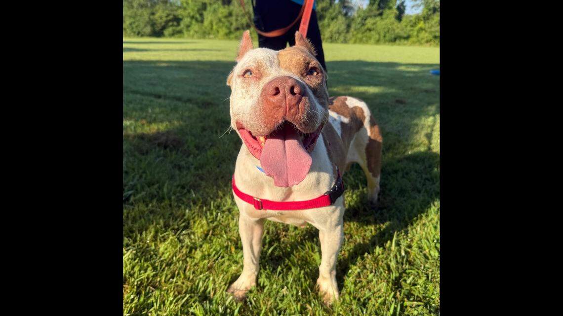 A friendly dog named Kitten is up for adoption in North Carolina.