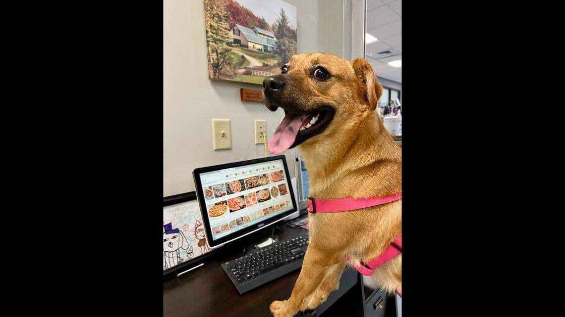 A dog found tied to a tree is up for adoption in North Carolina.