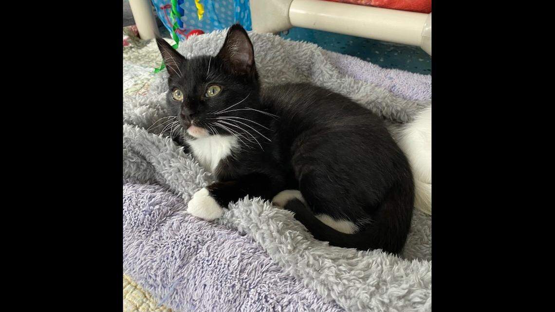 A kitten with a “rare” condition was up for adoption in North Carolina.